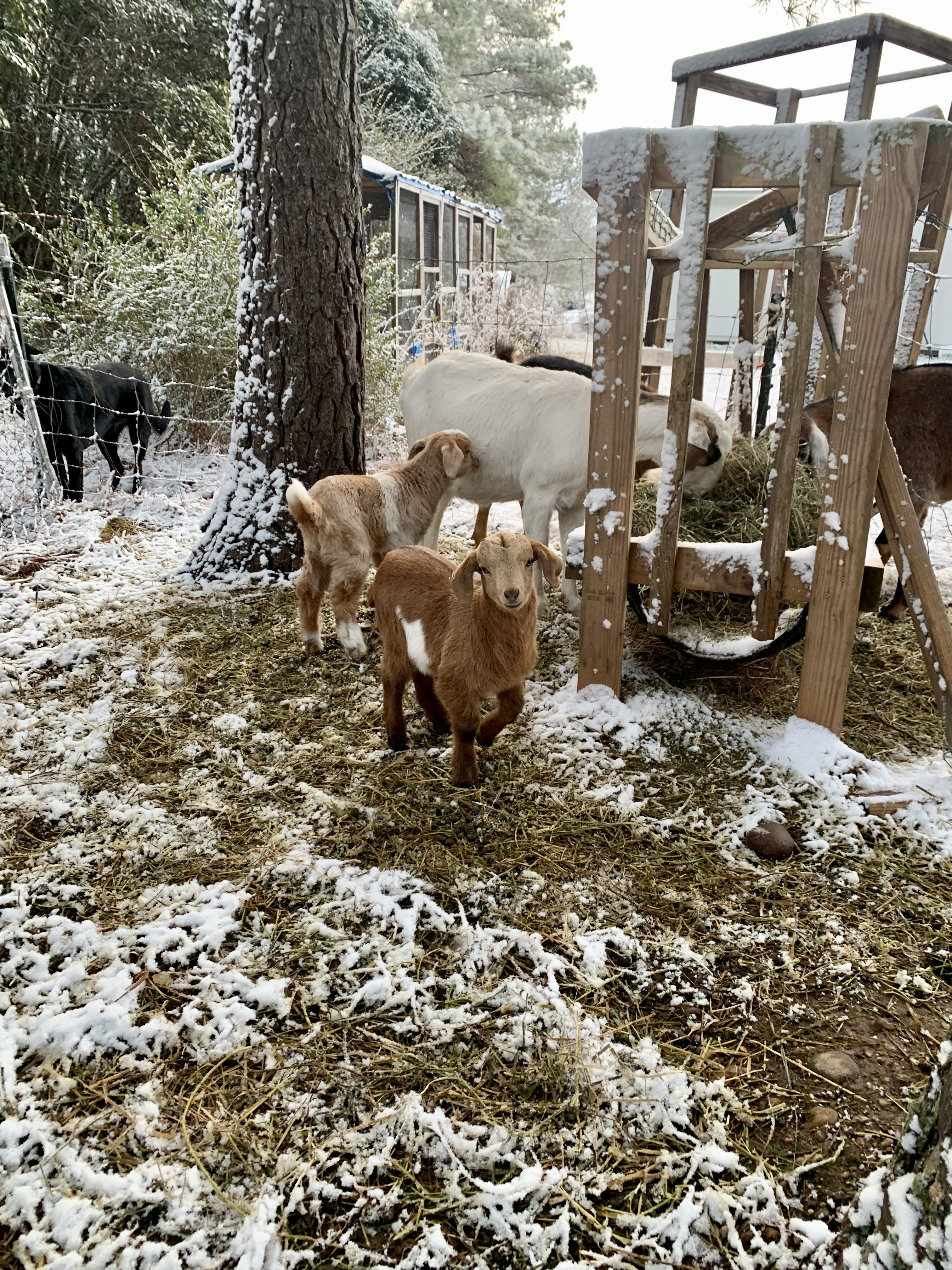 baby goats